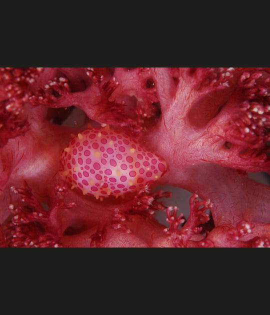 Corail &agrave; la teinte ros&eacute;e