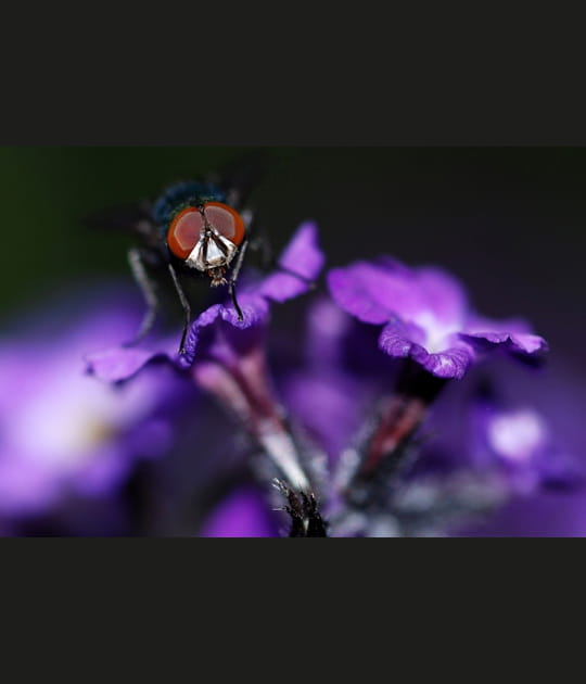 La mouche