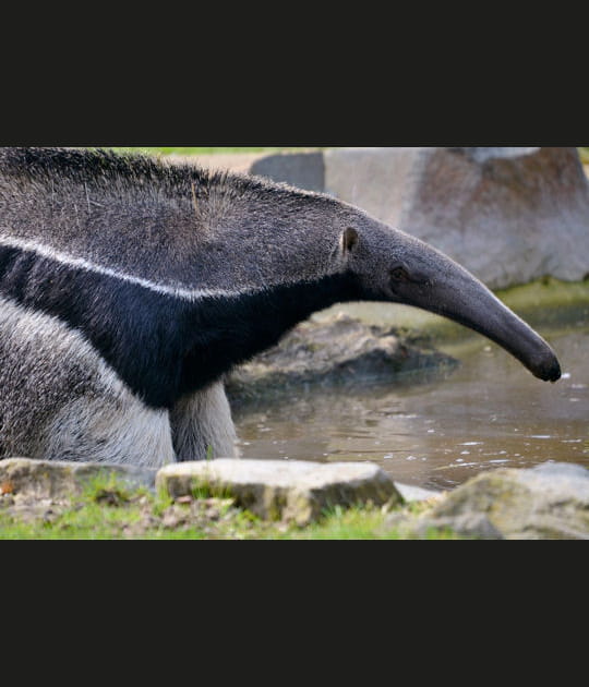 Le tamanoir, le plus discret du Pantanal