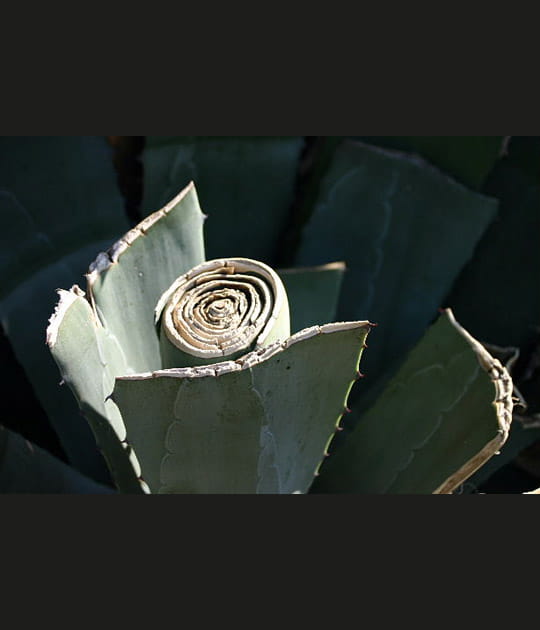 Aloes