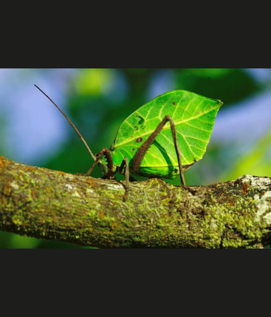 L'insecte et la feuille