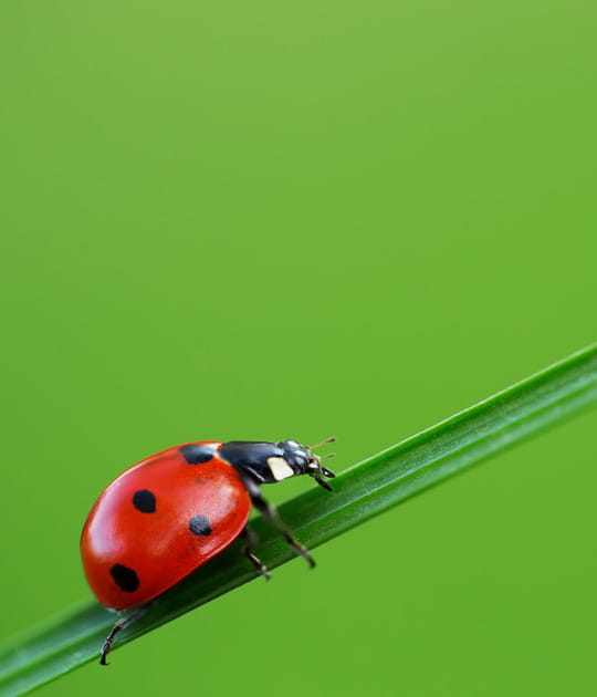 &Eacute;radiquer les insectes avec&hellip; d'autres insectes&nbsp;!