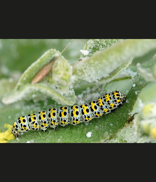 Chenille &agrave; pois