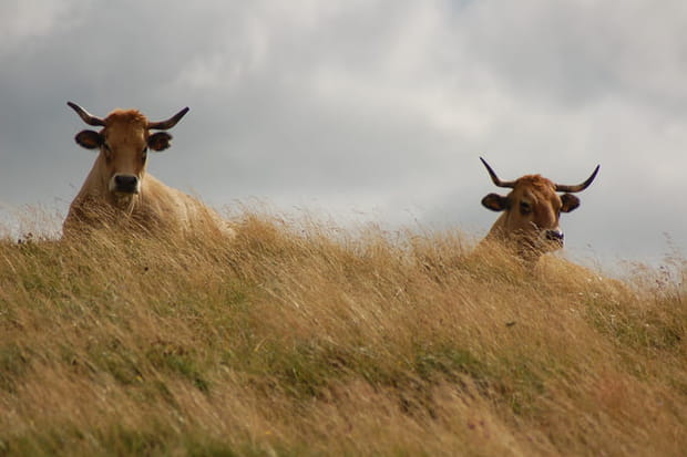 Le plateau de l'Aubrac