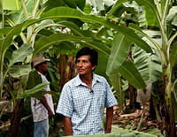 Les chemins de l'équitable : Les bananes du Pérou