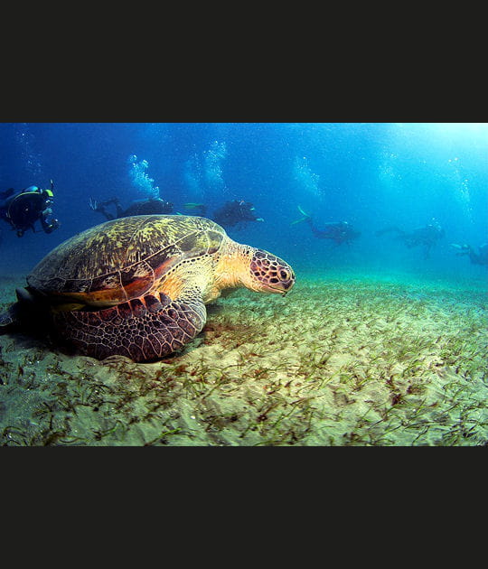 La tortue marine