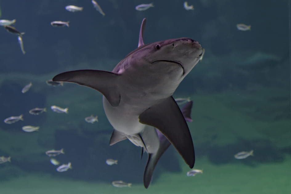 Nausica&aacute;, plus grand aquarium d'Europe