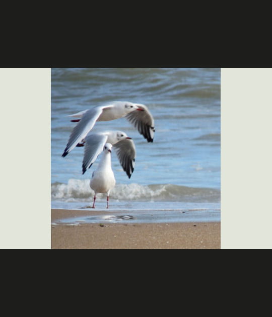 Trio &agrave; plumes
