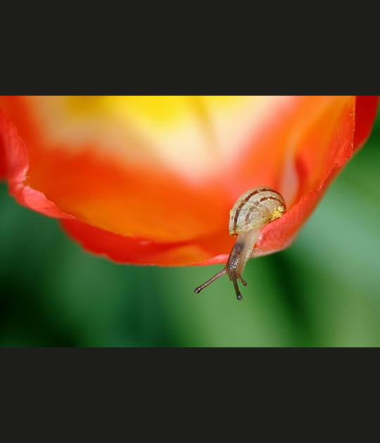 L'escargot et la tulipe