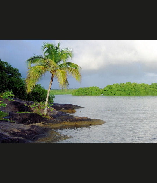 Mangrove des Trois-Ilets, en Martinique
