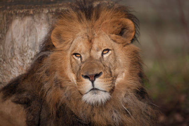 Le lion Baringo