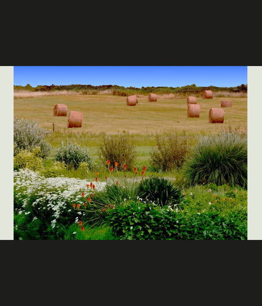 Moisson en &eacute;t&eacute;