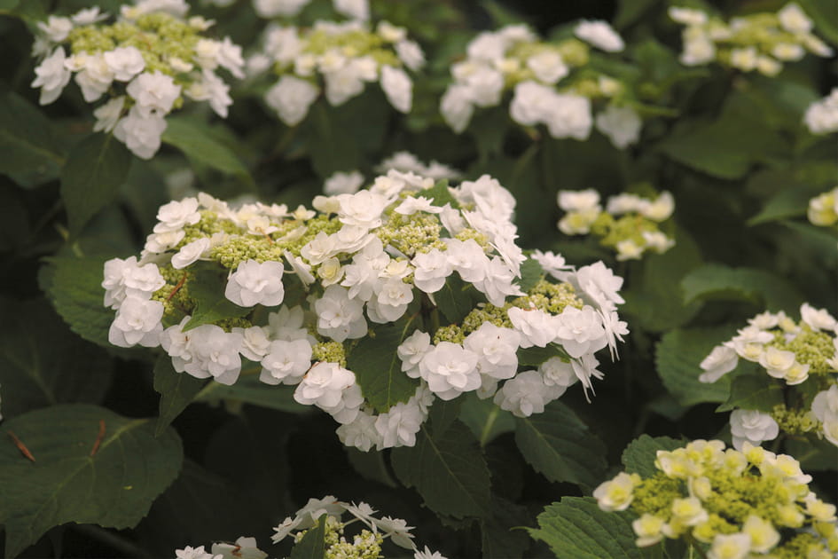 Une plante qui &eacute;volue au fil du temps : Hortensia &quot;Wedding Gown&quot;