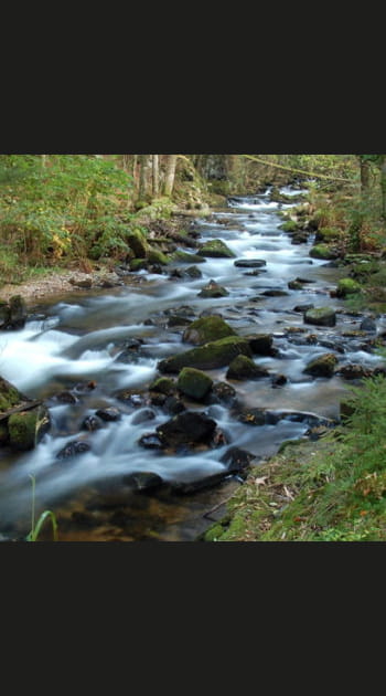 For&ecirc;t de Gerardmer, Vosges, Lorraine