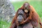 belayan, bébé orang-outan né en 2009 au zooparc de beauval. 