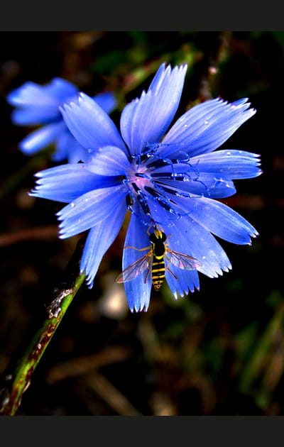 Fleurs et insectes