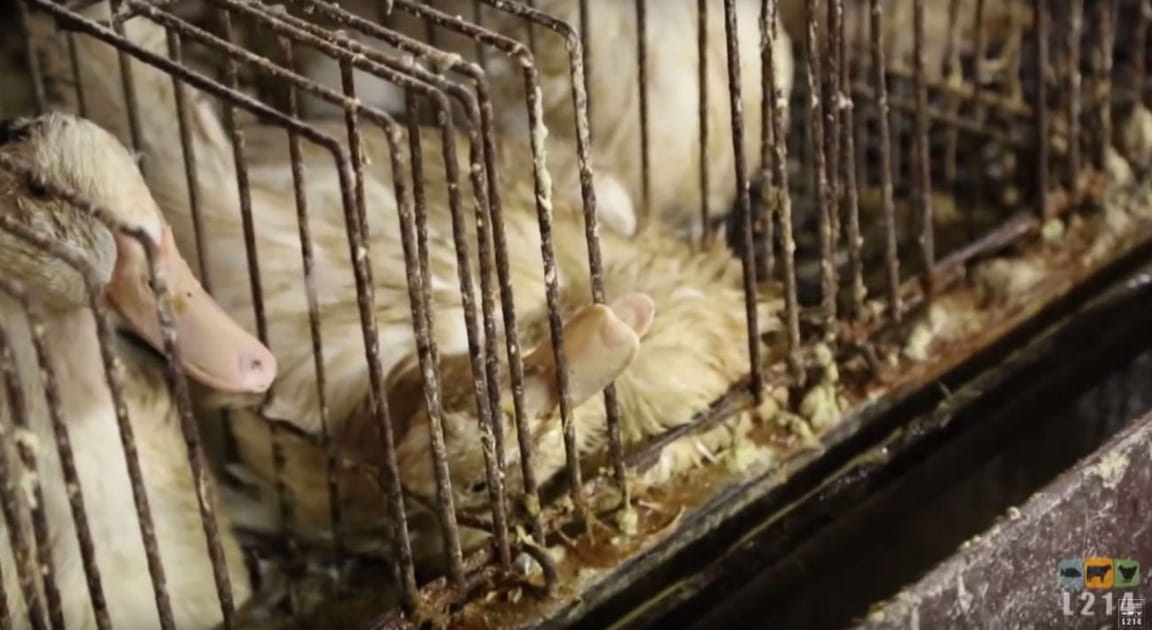 Des milliers d'oiseaux morts en cours de gavage