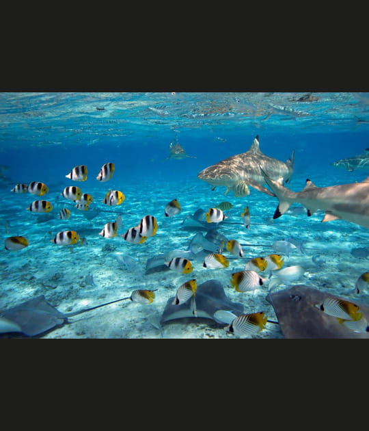 Fonds marins
