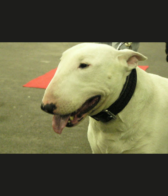 Un chien aux apparences trompeuses
