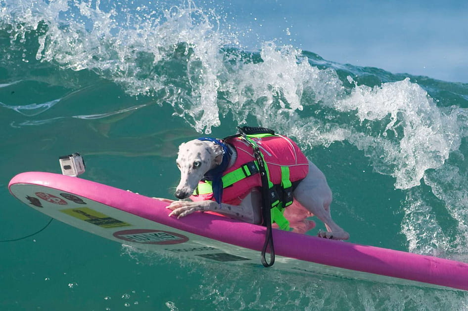 Des comp&eacute;titions de surf pour les chiens
