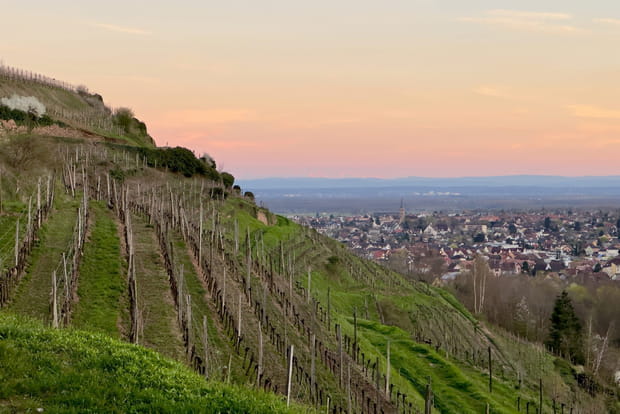 Guebwiller, gardienne de quatre grands crus d'Alsace