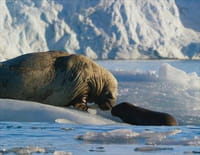 Planète bleue : Un seul océan