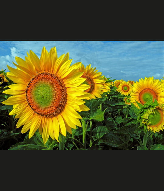 Les tournesols