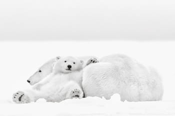 A la rencontre des ours polaires de l'Arctique