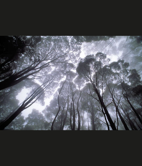 For&ecirc;t d'eucalyptus, Australie