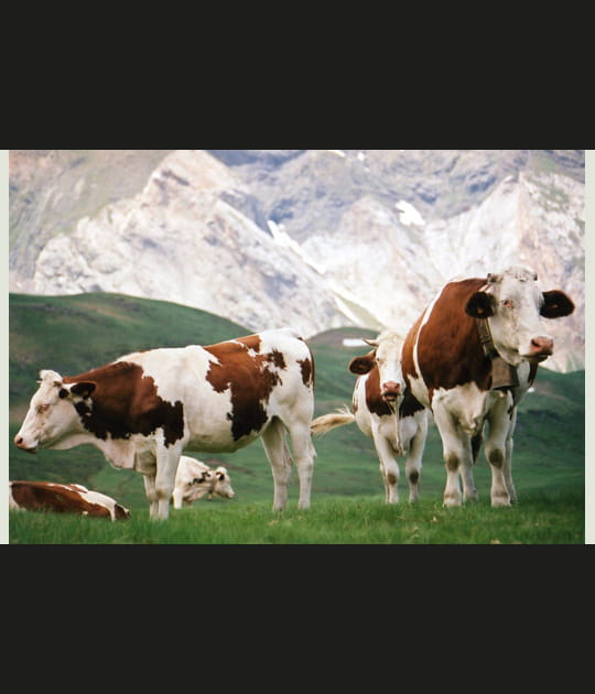 Vaches dans les alpages pyr&eacute;n&eacute;ens