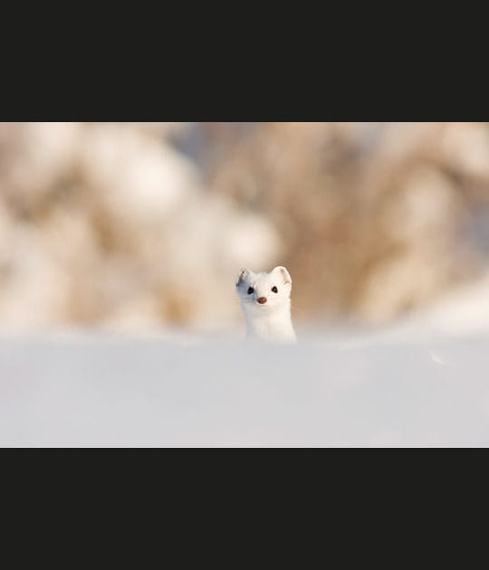 La nature se r&eacute;veille