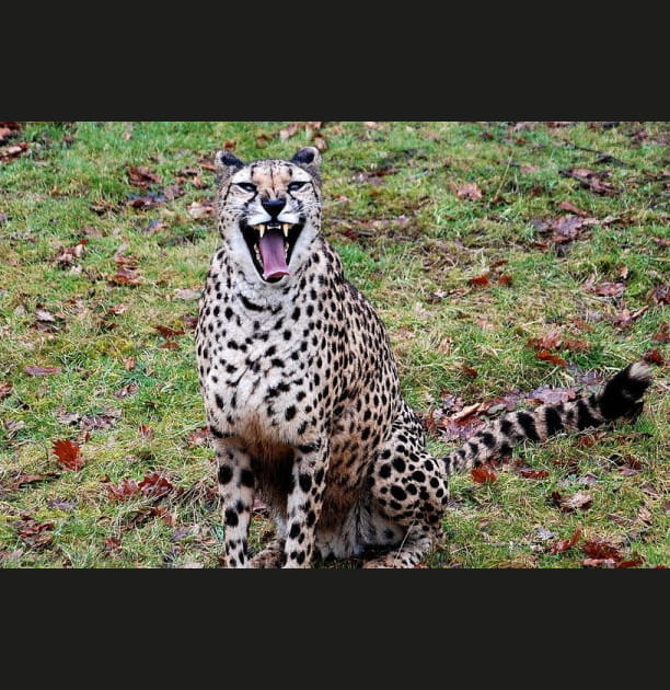 Un sourire carnassier