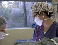 Urgences Animales : Sur le qui-vive
