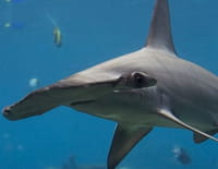Les requins tueurs
