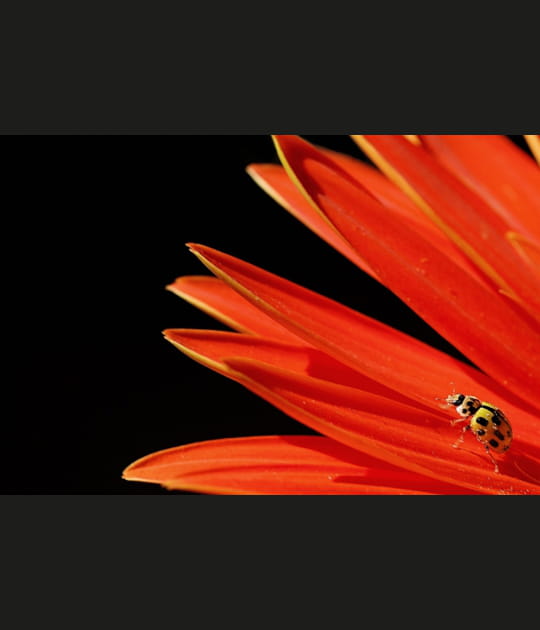 La coccinelle jaune