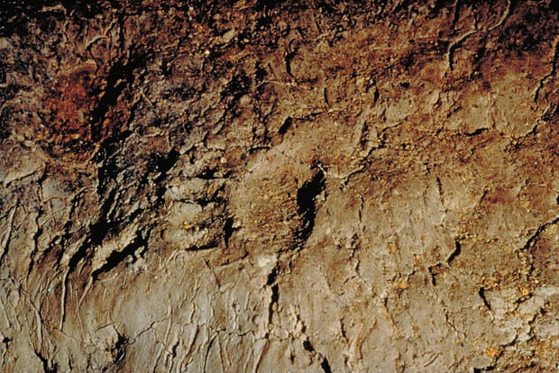 L'empreinte d'un ours des cavernes sur le sol argileux