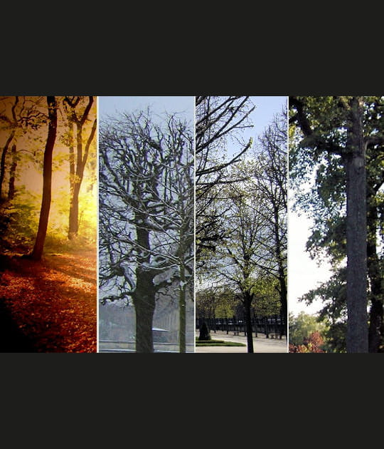 La for&ecirc;t de Saint-Germain-en-Laye