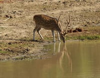 Sri Lanka, île des extrêmes : Les chasseurs du lac