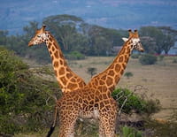 Mission spéciale : Préserver les girafes