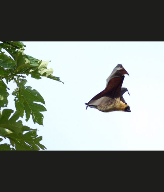La chauve-souris