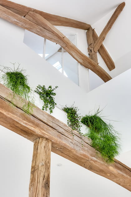 Des plantes partout