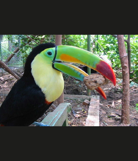 Le toucan