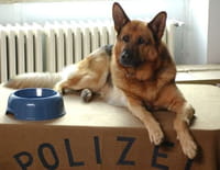 Rex : Sissi