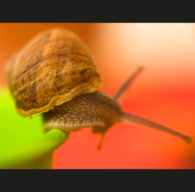 Escargot