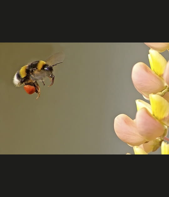 Sacs &agrave; pollen