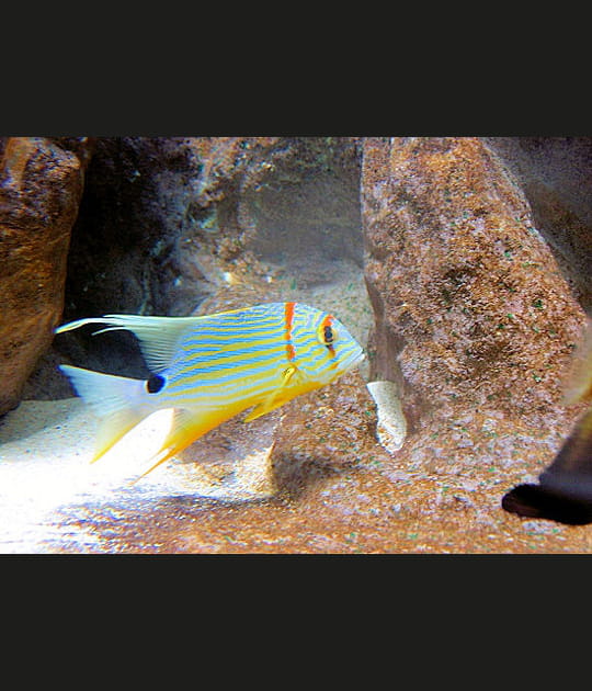 Le poisson ange bleu