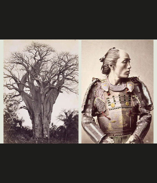 Baobab et samoura&iuml;