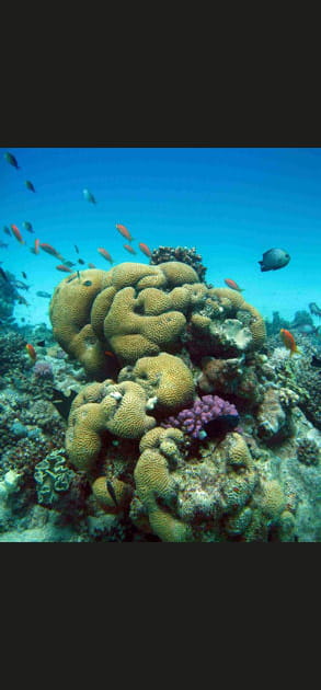 Corail Cerveau de Neptune