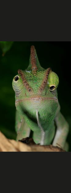 Regarde-moi dans les yeux&nbsp;!