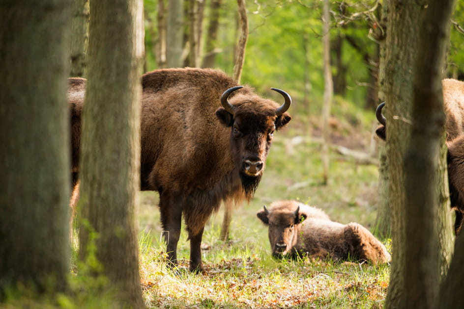 For&ecirc;t Bialowieza, en Pologne